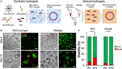 Biophysical Control of Bile Duct Epithelial Morphogenesis in Natural and Synthetic Scaffolds